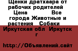 Щенки дратхаара от рабочих родителей › Цена ­ 22 000 - Все города Животные и растения » Собаки   . Иркутская обл.,Иркутск г.